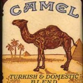 camel